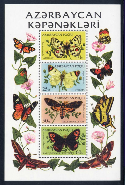 azerbajain_01_butterflies_moths_473a_ss